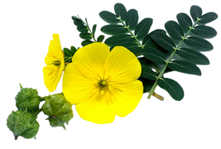 Tribulus Terrestris